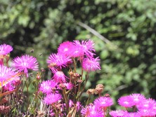 Sdeuropa, Spanien, La Gomera: Genusswandern - Blumenpracht